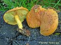 Pholiota flammans-amf1443